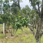 Bán 1 sào đất nhà vườn view núi Chứa Chan Long Khánh 900 triệu - Ảnh thu nhỏ 5