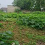 Đất giữa thị trấn Kép, Lạng Giang. 638m2 - Full thổ cư. Giá 3,5 tỷ - Ảnh thu nhỏ 8