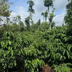 Bán 1,1 ha đất sầu riêng cafe ở Buôn Ma Thuột - Ảnh thu nhỏ 4