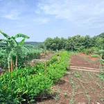 Bán đất vườn 1.000m² La Ngà có cây trái, 580 triệu - Ảnh thu nhỏ 1