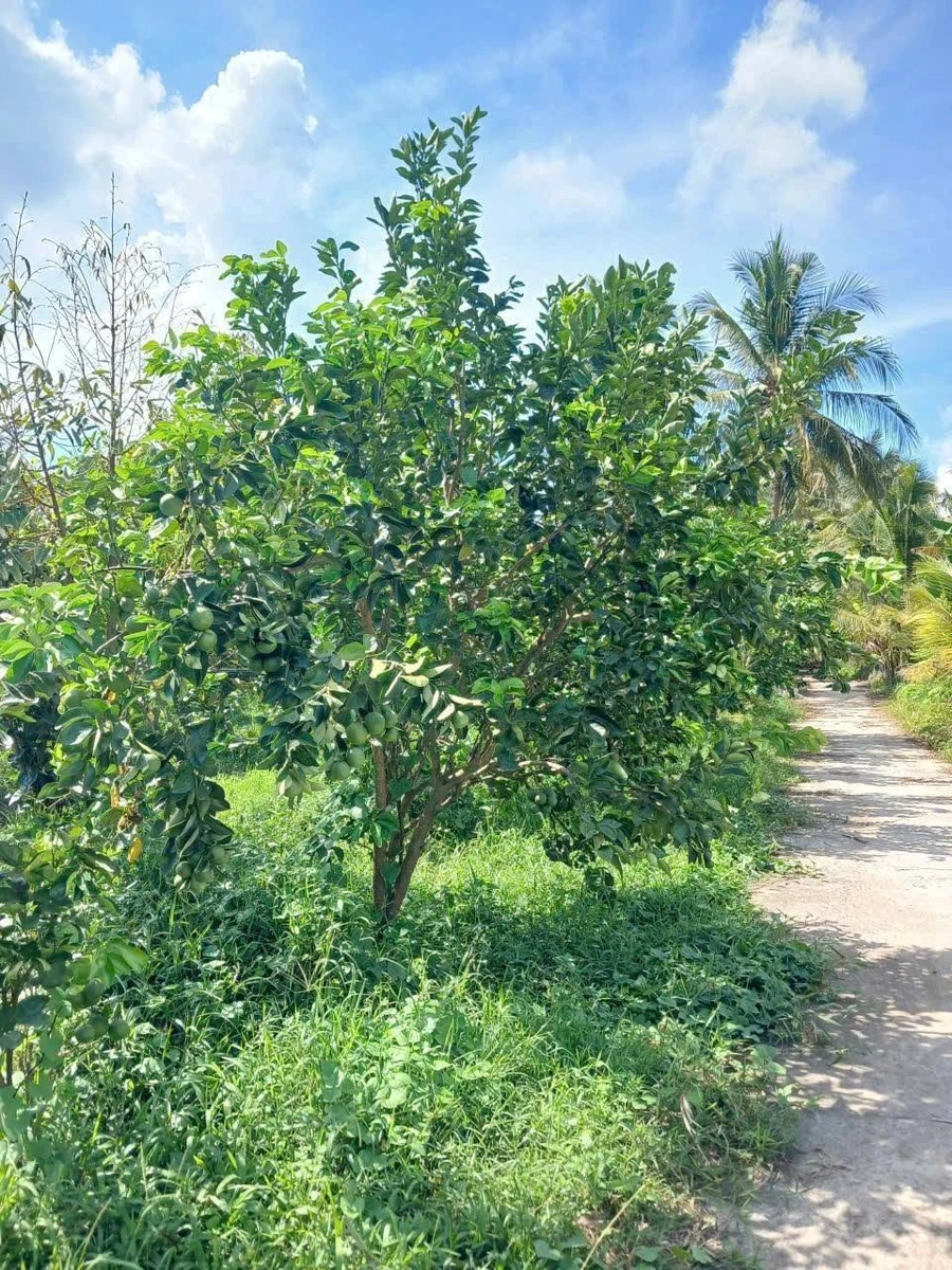 Bán vườn bưởi cam sầu riêng 5.339m² Vĩnh Long - Ảnh thu nhỏ 2