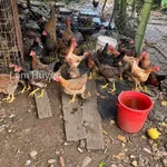 Bán nhà vườn mặt tiền 48m, 3200m², gần chợ Đồng Nai, Bình Chánh - Ảnh thu nhỏ 4
