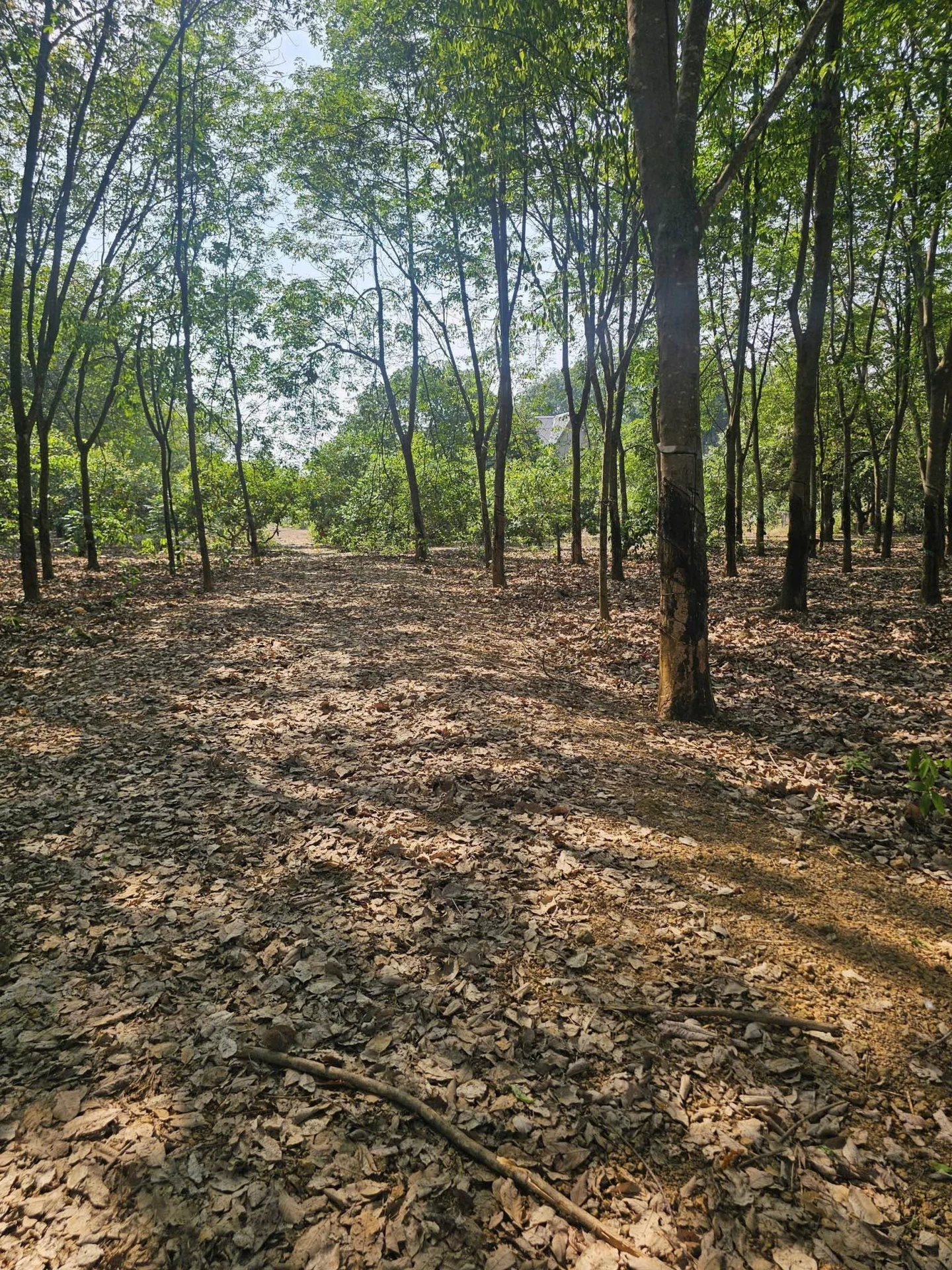 Bán đất 4800m² tại Đồng Phú, Đồng Nai, 2 tỷ - Ảnh 1