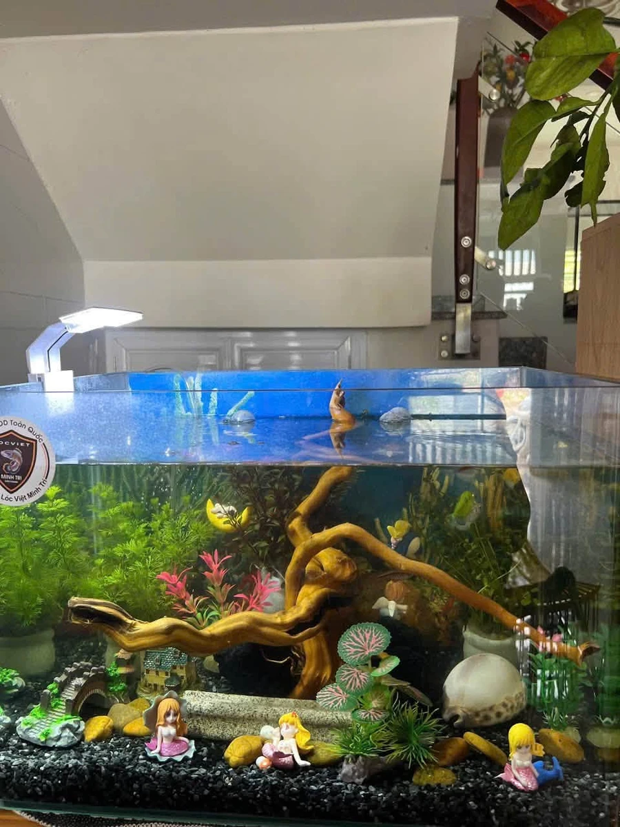 Nhà đẹp Long Thạnh Mỹ 2 phòng ngủ 52,5m² giá 4,95 tỷ gần Vinhomes - Ảnh thu nhỏ 3