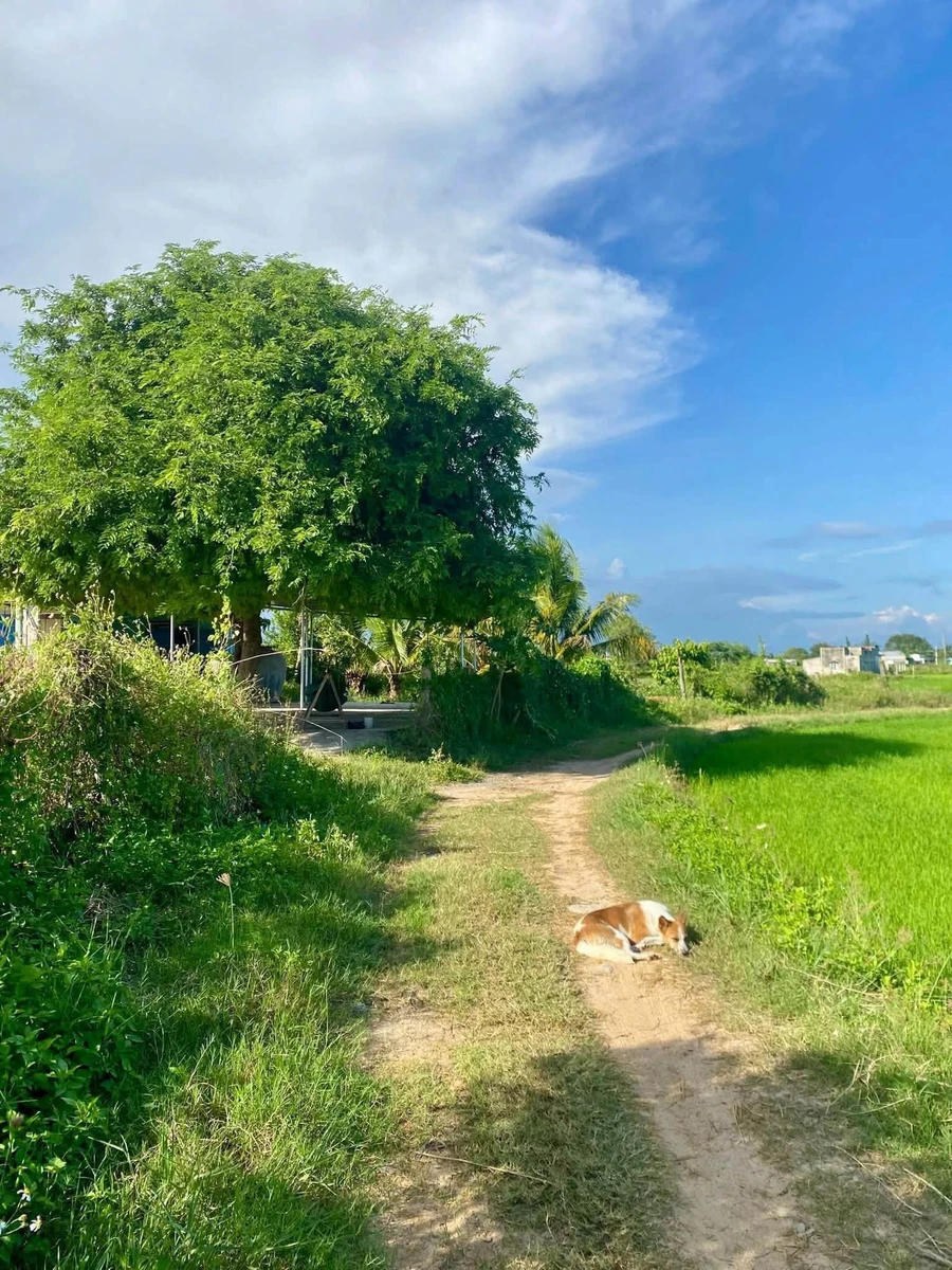 Bán đất nông nghiệp quy hoạch CLN 1322m2 giá 200 triệu Phan Thiết - Ảnh 1