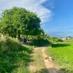 Bán đất nông nghiệp quy hoạch CLN 1322m2 giá 200 triệu Phan Thiết - Ảnh thu nhỏ 1