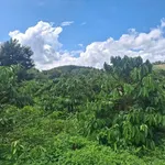Bán 4 sào đất cà phê 4000m2, 120m mặt tiền tại Hòa Khánh, Buôn Ma Thuột - 2 tỷ 200 - Ảnh thu nhỏ 2