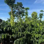 Bán đất 1,2 hectare cafe view hồ Thuận Hà - Ảnh thu nhỏ 2