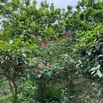 Bán nhà vườn 1PN 525m2 Mỹ Đình Hà Nội 4 tỷ - Ảnh thu nhỏ 5