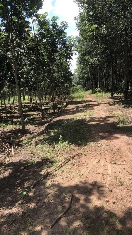 Bán đất 1ha2320m2 Chơn Thành Đồng Nai