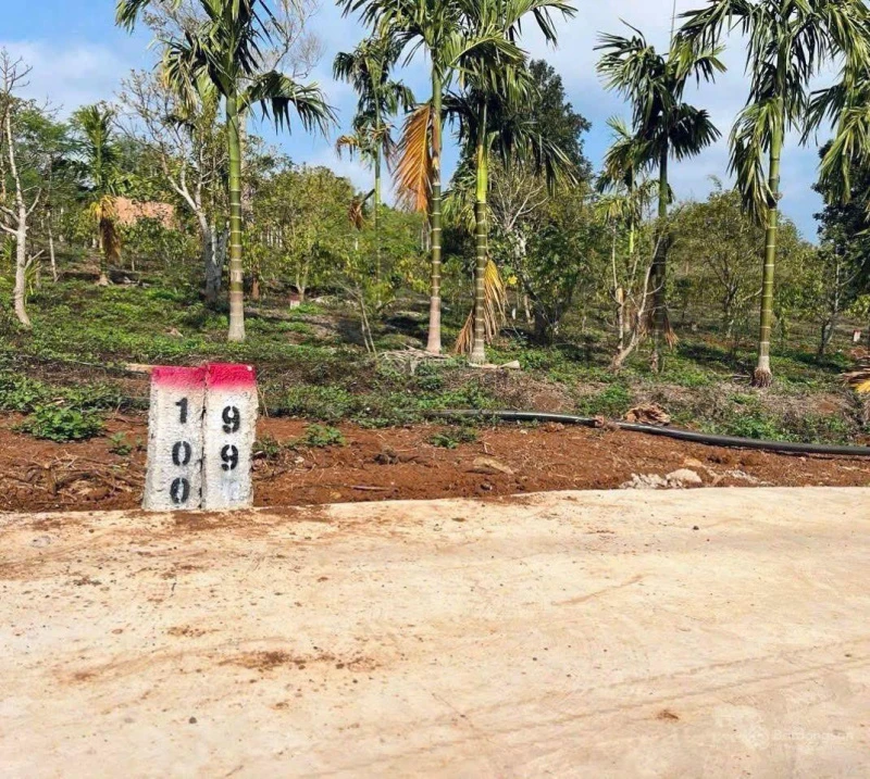 Bán đất Phú Xuân, Huyện Krông Năng, Đắk Lắk Diện tích: 175m², có 60m² đất ở Đường đất, vị trí - Ảnh thu nhỏ 4