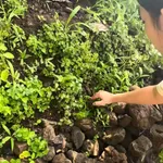 Bán đất vườn 1.000m² La Ngà, view sông núi, giá 575 triệu - Ảnh thu nhỏ 1