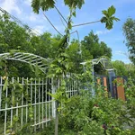 Cần tiền bán gấp lô đất mặt tiền Hồ Tràm giá 1,59 tỷ (có thổ cư) - Ảnh thu nhỏ 10