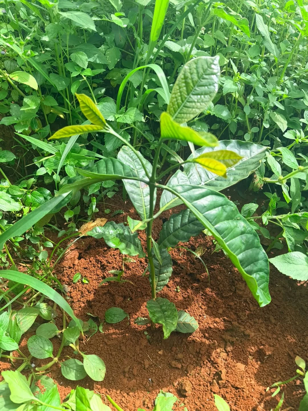 Bán đất 1.2 ha trồng cà phê Quảng Trực Lâm Đồng - Ảnh 1