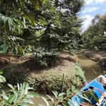 Bán 11 công đất trồng sầu riêng Cần Thơ - Ảnh thu nhỏ 5