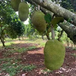 Bán đất nền 2 sào Định Quán Đồng Nai 1,9 tỷ - Ảnh thu nhỏ 3