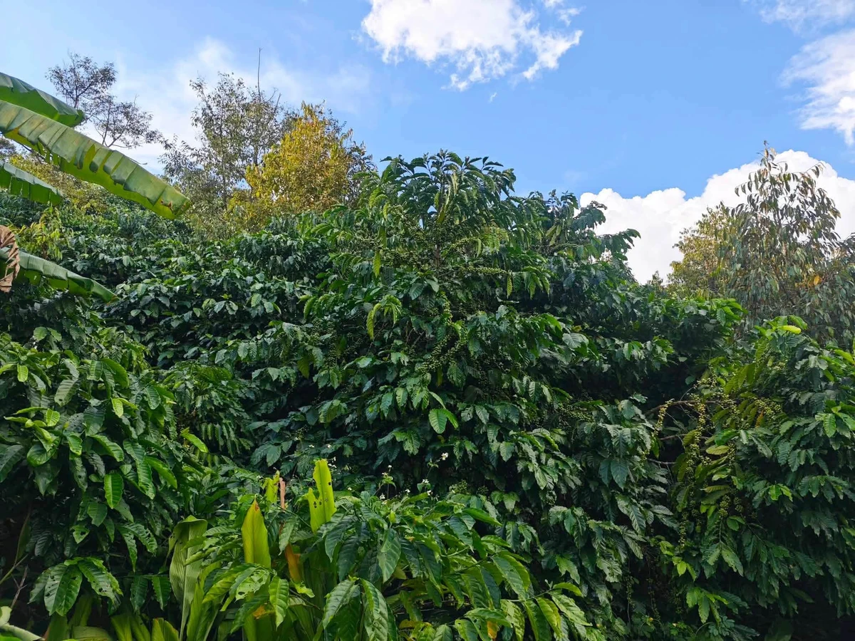 Bán 1.7 ha đất cafê đẹp 100m mặt đường Bảo Lâm - Ảnh thu nhỏ 5