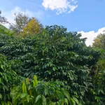 Bán 1.7 ha đất cafê đẹp 100m mặt đường Bảo Lâm - Ảnh thu nhỏ 5