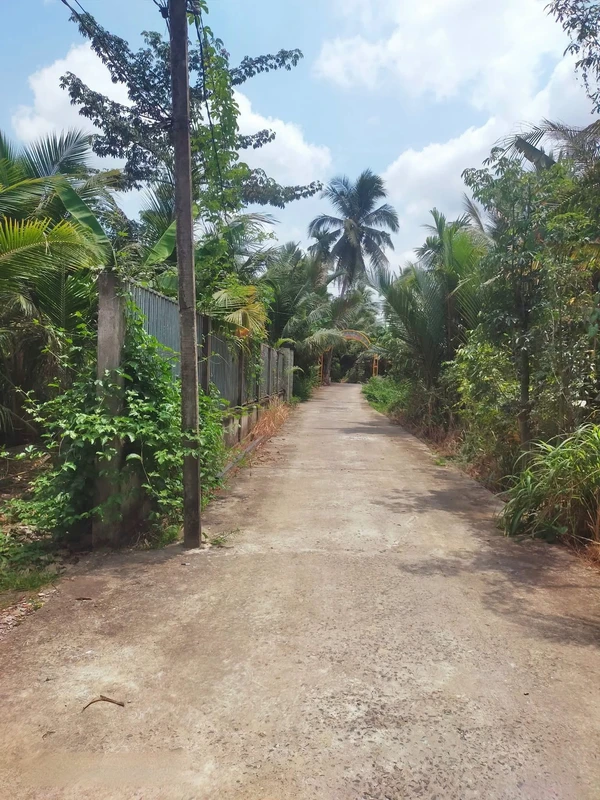 Bán đất Vườn dừa 3,337 m² Nhơn Thạnh Bến Tre
