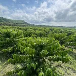Bán vườn cà phê 1,4 hecta (14.000 m²) Phú Xuân Tân Phú Đồng Nai - Ảnh thu nhỏ 1