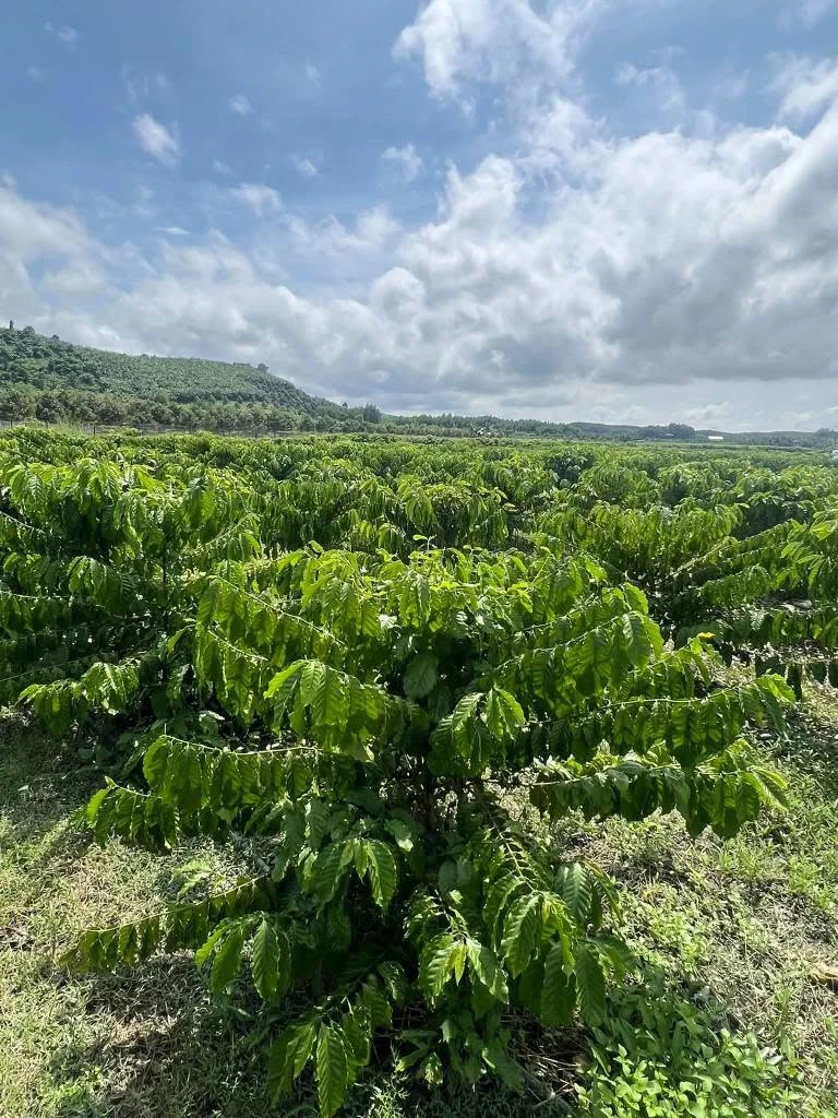 Bán vườn cà phê 1,4 hecta (14.000 m²) Phú Xuân Tân Phú Đồng Nai - Ảnh 1