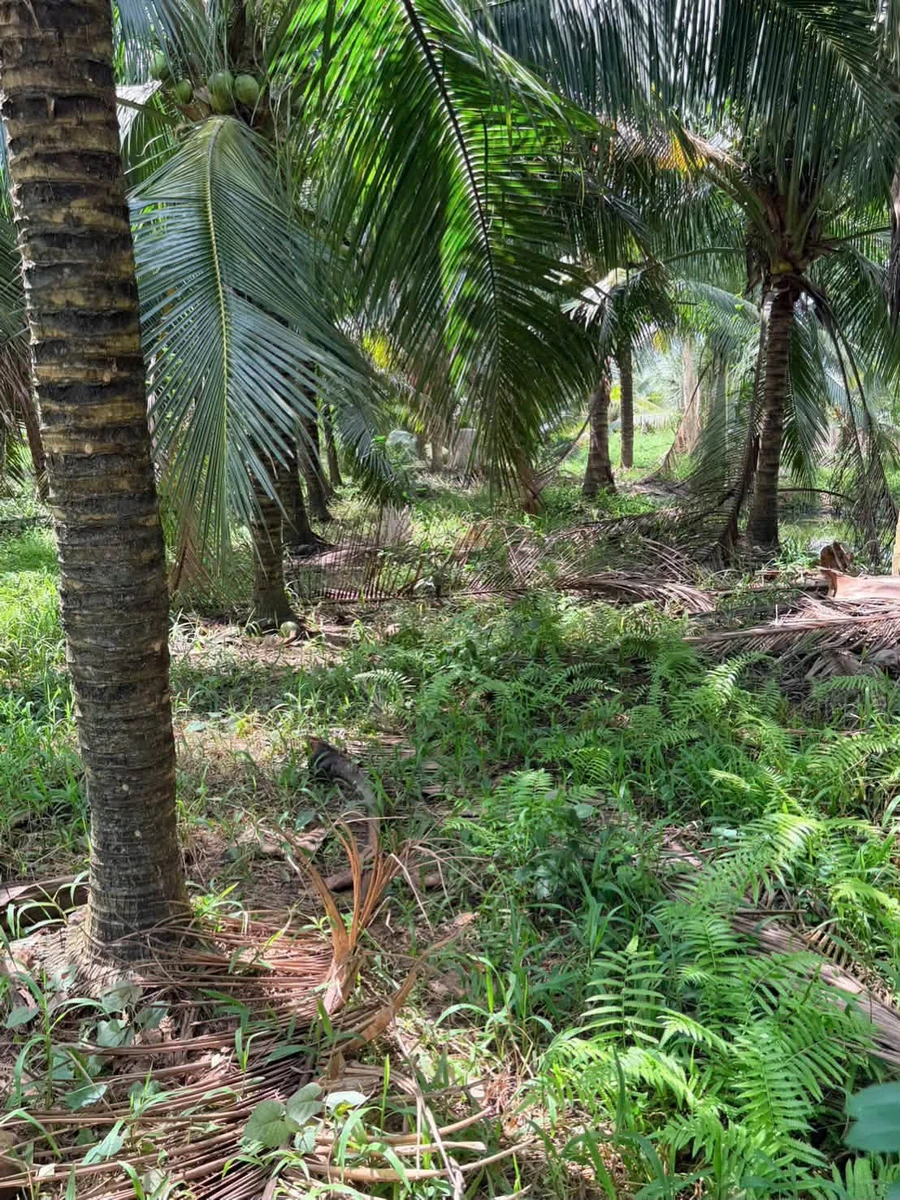 Bán đất vườn dừa 1 mẫu (10.000m²) Mỹ Chánh Hoà, giá 2,8 tỷ - Ảnh thu nhỏ 2