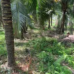 Bán đất vườn dừa 1 mẫu (10.000m²) Mỹ Chánh Hoà, giá 2,8 tỷ - Ảnh thu nhỏ 2