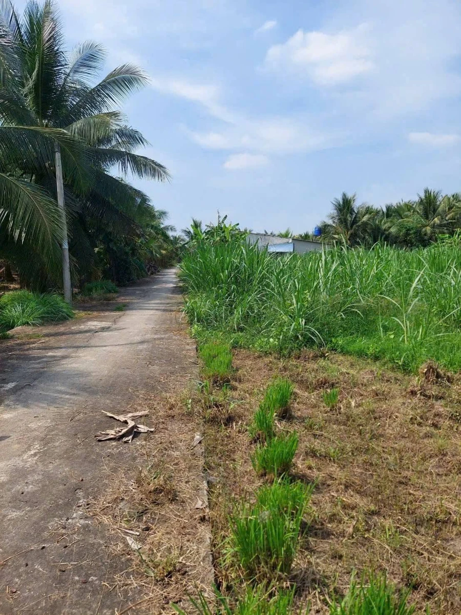 Bán đất Phú Hưng Bến Tre 1173m2 giá 670 triệu - Ảnh 1