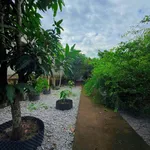 Bán mảnh vườn cây trái 300m2 Nguyễn Văn Lang, Tân Thành - Ảnh thu nhỏ 4