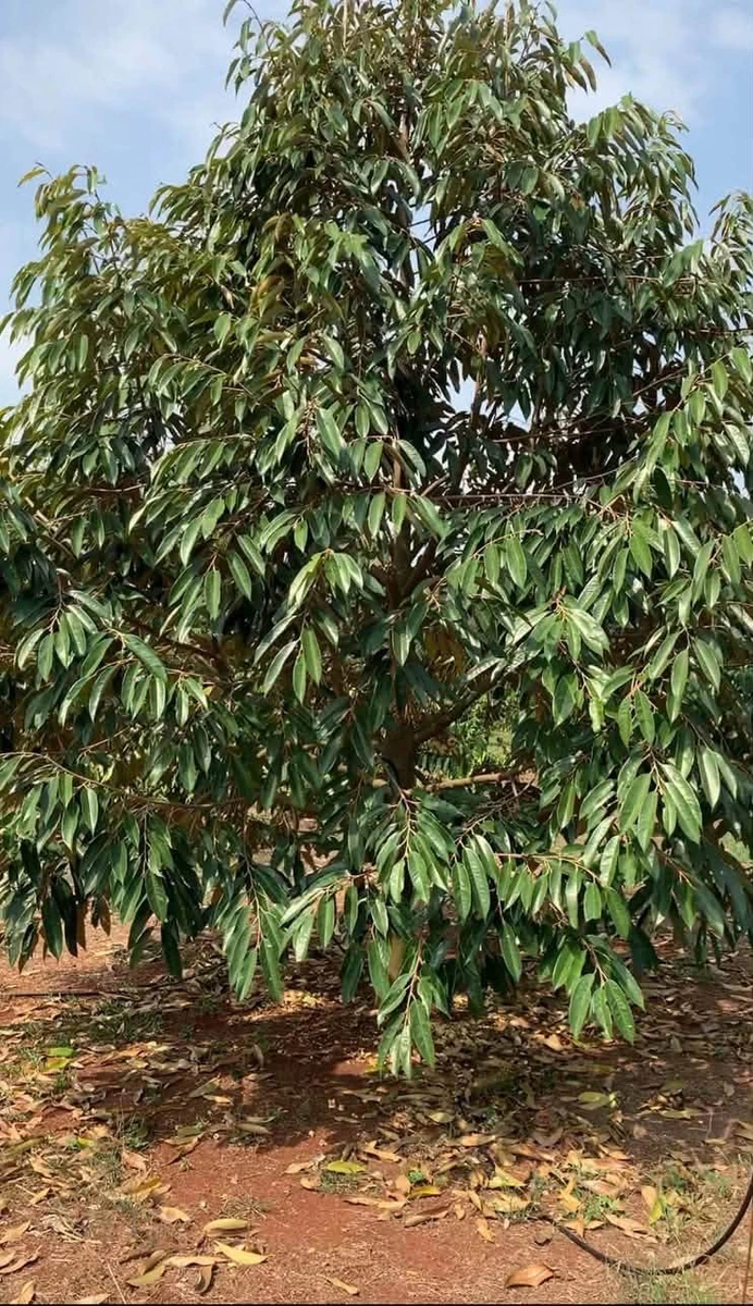 Bán 3,8ha đất vườn sầu riêng, cà phê tại Nghĩa Trung, Bình Phước giá 12 tỷ - Ảnh thu nhỏ 2