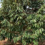 Bán 3,8ha đất vườn sầu riêng, cà phê tại Nghĩa Trung, Bình Phước giá 12 tỷ - Ảnh thu nhỏ 2