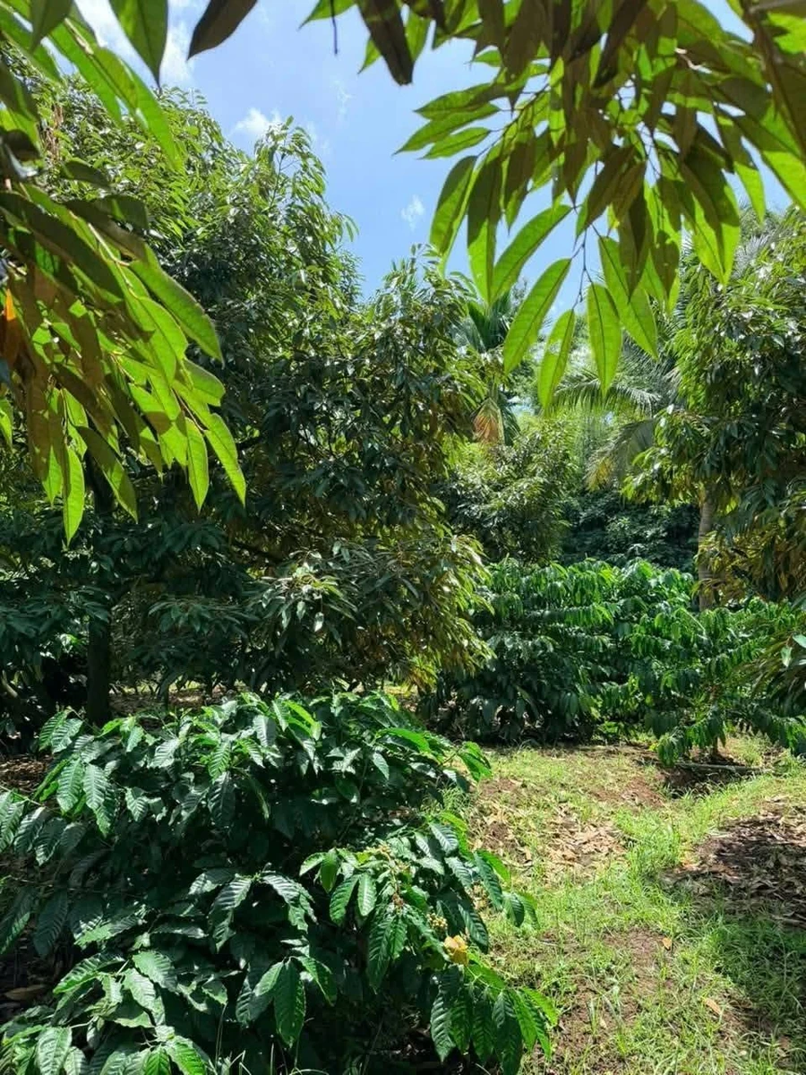 Bán đất nông nghiệp 1 hectare café sầu riêng Cư Mgar - Ảnh thu nhỏ 2