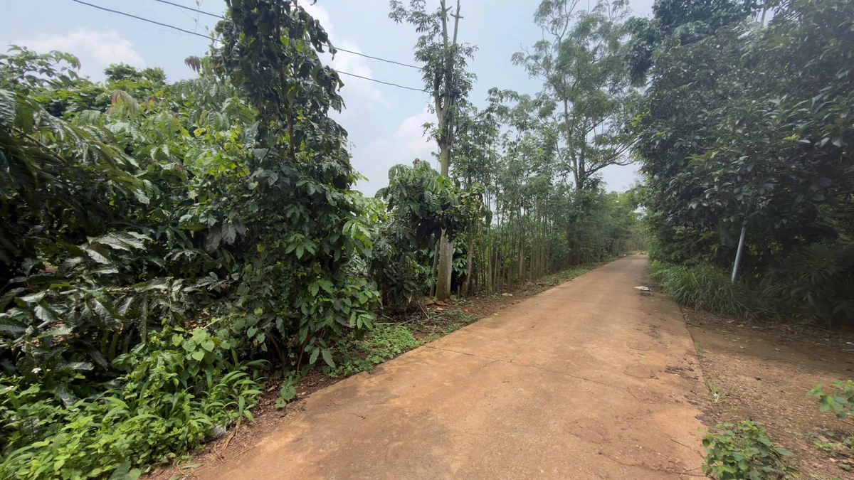 Bán đất 2000m² Xuân Tây Cẩm Mỹ 1 tỷ 500 triệu - Ảnh thu nhỏ 2