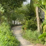 Bán đất Ngã Bảy Hậu Giang giá tốt - Ảnh thu nhỏ 8