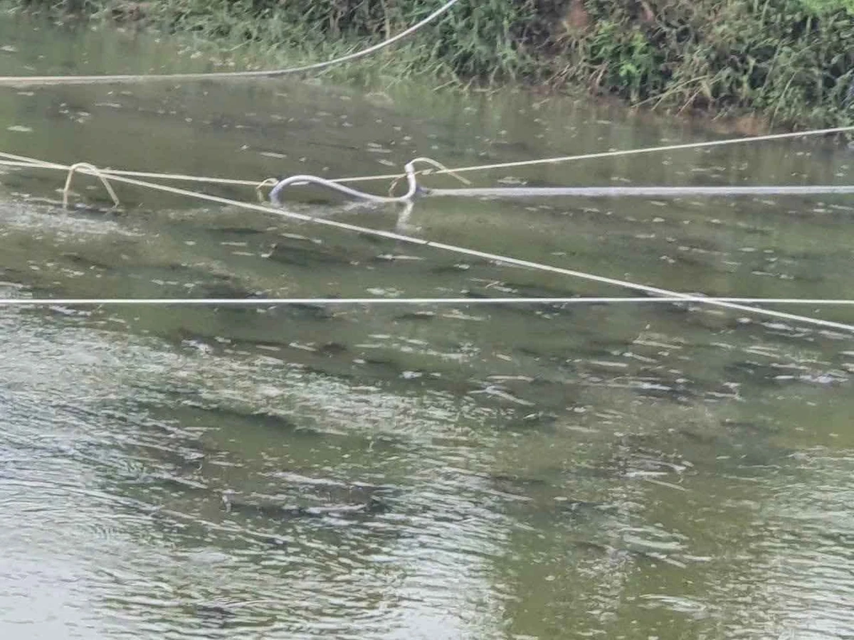 Bán 2ha đất nông nghiệp Krông Nô, Đắk Lắk, view hồ, 6 tỷ 5 - Ảnh thu nhỏ 2