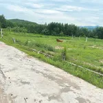 Bán 2 lô đất 580m² mặt tiền đường Bêtông Nhà Bè - Ảnh thu nhỏ 4