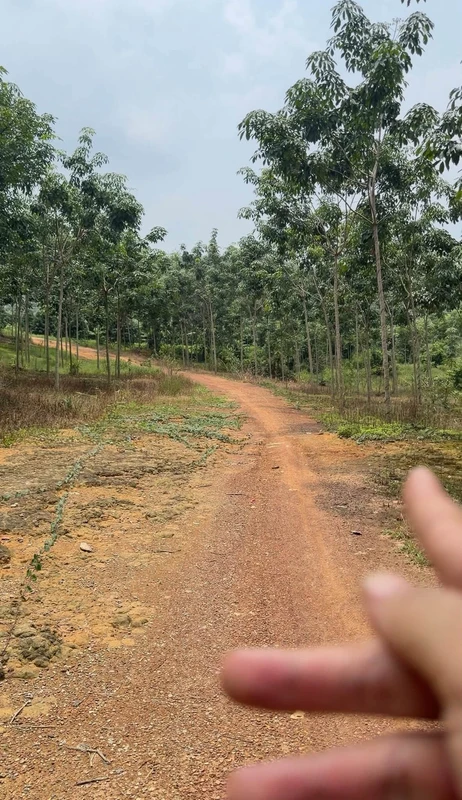 Bán đất cao su 6 sào mặt tiền 160m tại Đồng Tâm Bình Phước