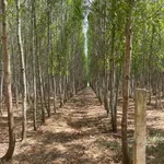 Bán đất keo lá tràm 10 ha tại Ninh Sơn Khánh Hòa - Ảnh thu nhỏ 5