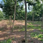 Bán 2,1 ha đất vườn cao su tại Phú Riềng, Bình Phước, giá 2,5 tỷ - Ảnh thu nhỏ 1