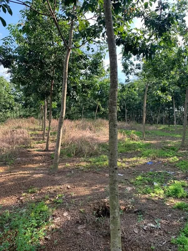 Bán 2,1 ha đất vườn cao su tại Phú Riềng, Bình Phước, giá 2,5 tỷ - Ảnh 1
