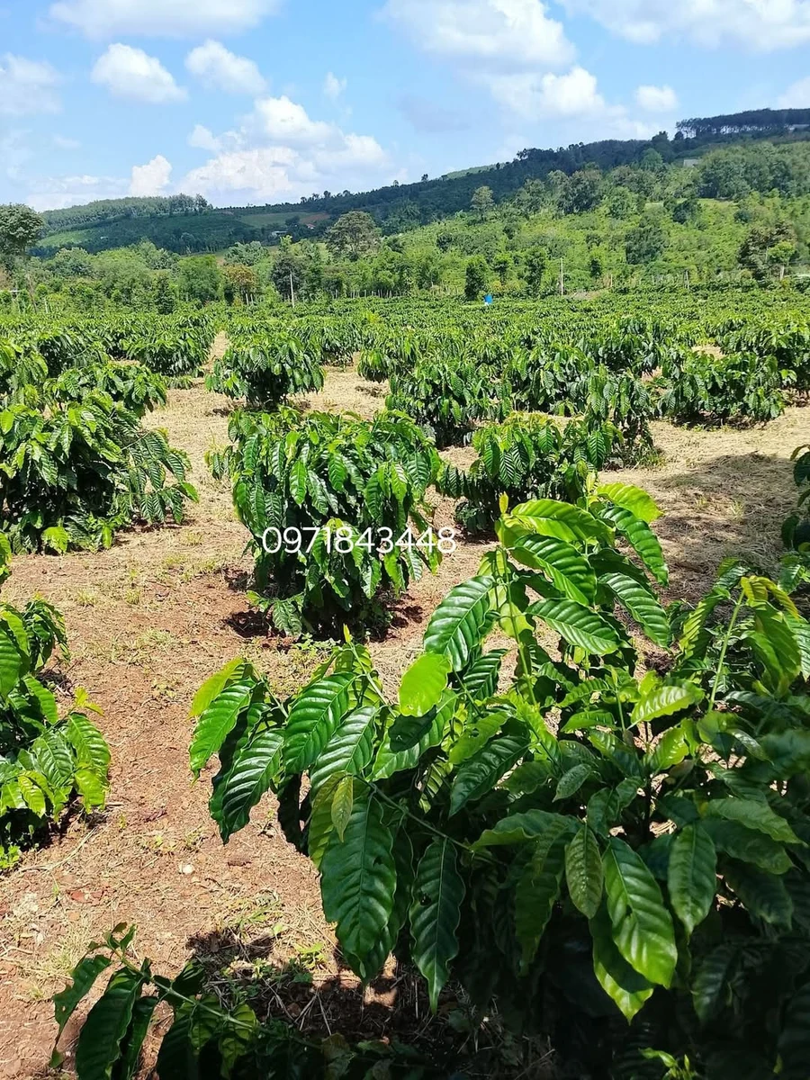 Bán 1,3 ha đất đất bằng, ô tô tới nơi, giá 1,5 tỷ tại Đắk R'la, Đắk Mil - Ảnh 1