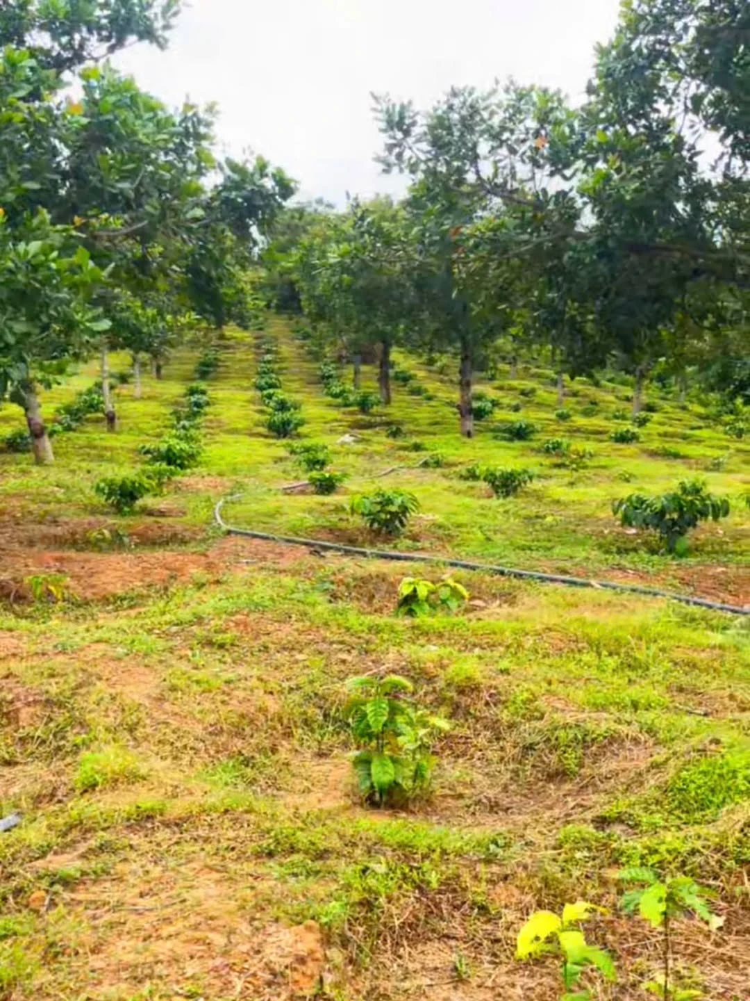 Bán đất nền 8,5 sào mặt đường 30m Cư Jút, Lâm Đồng 1,85 tỷ - Ảnh 1