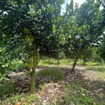 Bán đất nền 1.000m² gần KCN Minh Hưng, giá 300 triệu - Ảnh thu nhỏ 2