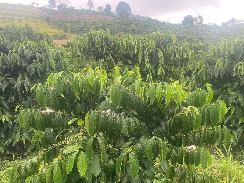 Bán 1,6ha đất cà phê Krông Nô Đắk Lắk 1,3 tỷ