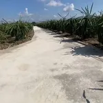 Bán đất thổ 2000m² tại Châu Thành, Long An - Ảnh thu nhỏ 2