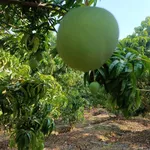 Bán đất vườn xoài 15779m2 tại Hồ Trị An, Đồng Nai - Ảnh thu nhỏ 4
