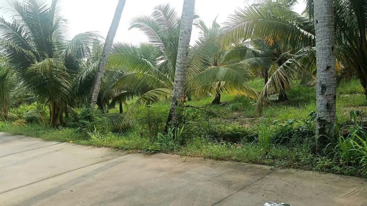 Bán 1090m2 đất vườn dừa đang cho trái tại Xã Tân Thanh, Giồng Trôm, Bến Tre - Ảnh thu nhỏ 2