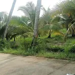 Bán 1090m2 đất vườn dừa đang cho trái tại Xã Tân Thanh, Giồng Trôm, Bến Tre - Ảnh thu nhỏ 2