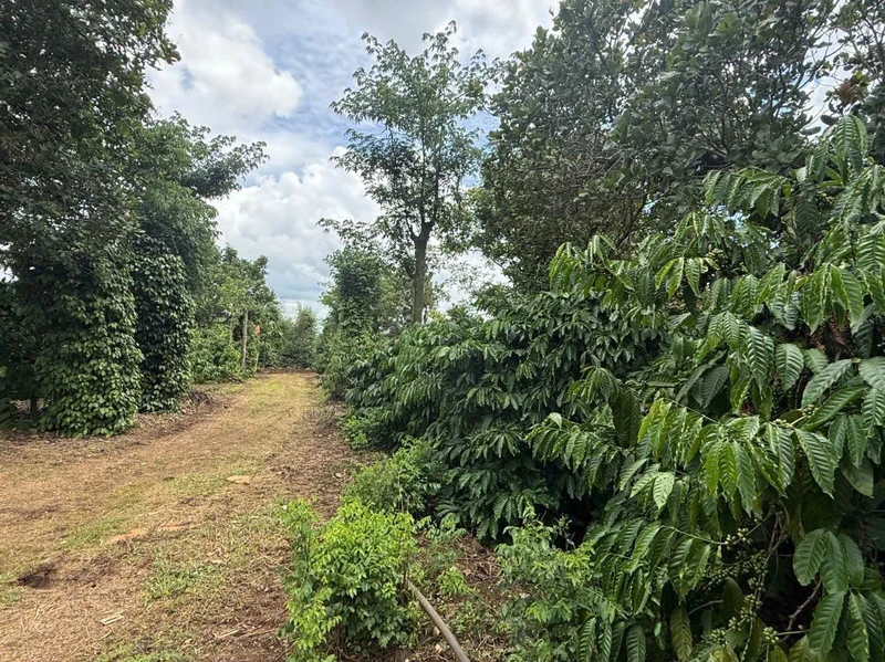 Bán 1,8 hectare rẫy cà phê tiêu Đắk Mil 3,5 tỷ