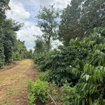 Bán 1,8 hectare rẫy cà phê tiêu Đắk Mil 3,5 tỷ - Ảnh thu nhỏ 1